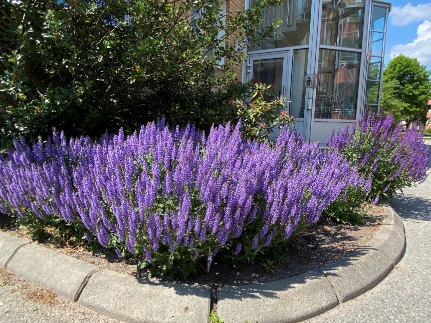 Lila blommor utanför Hallstahems entré
