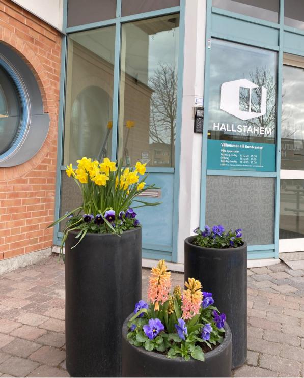 Krukor med vårlökar