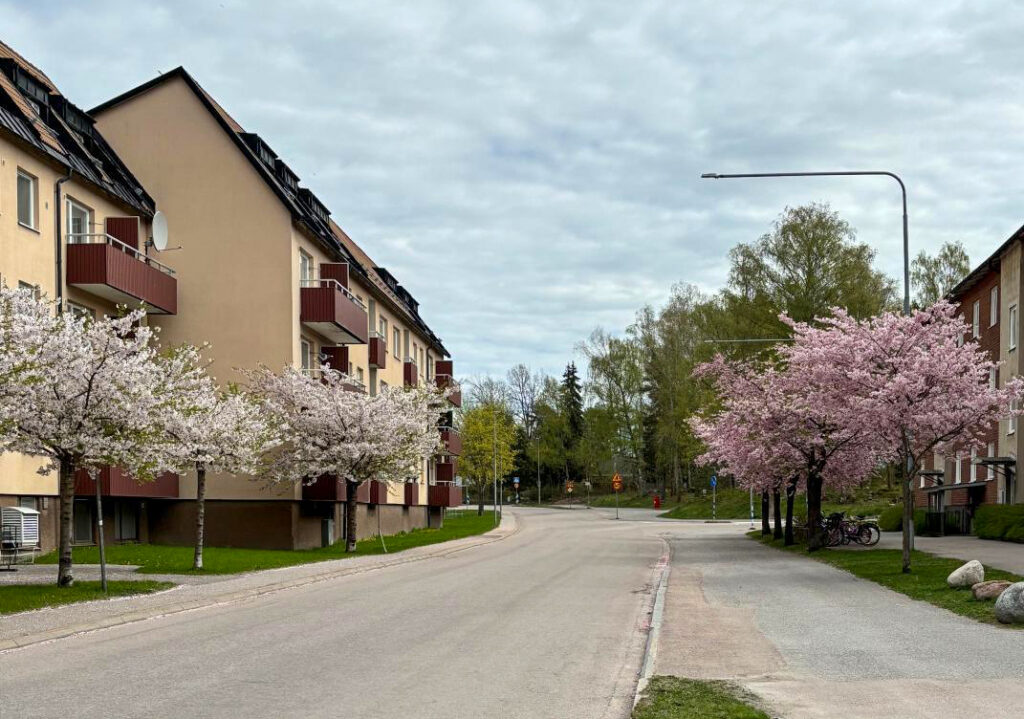 Allé av vit och rosa blommande träd