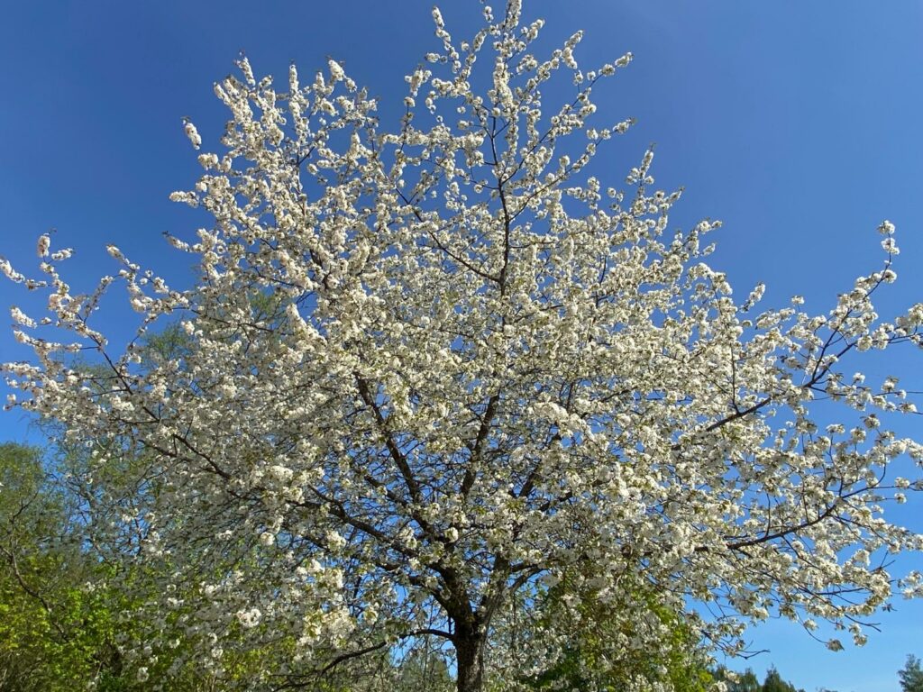Vitt blommande träd