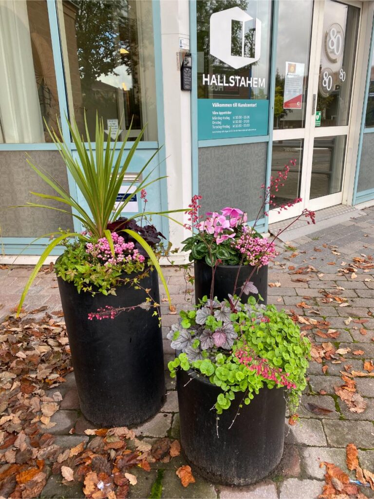 Närbild blommor i kruka